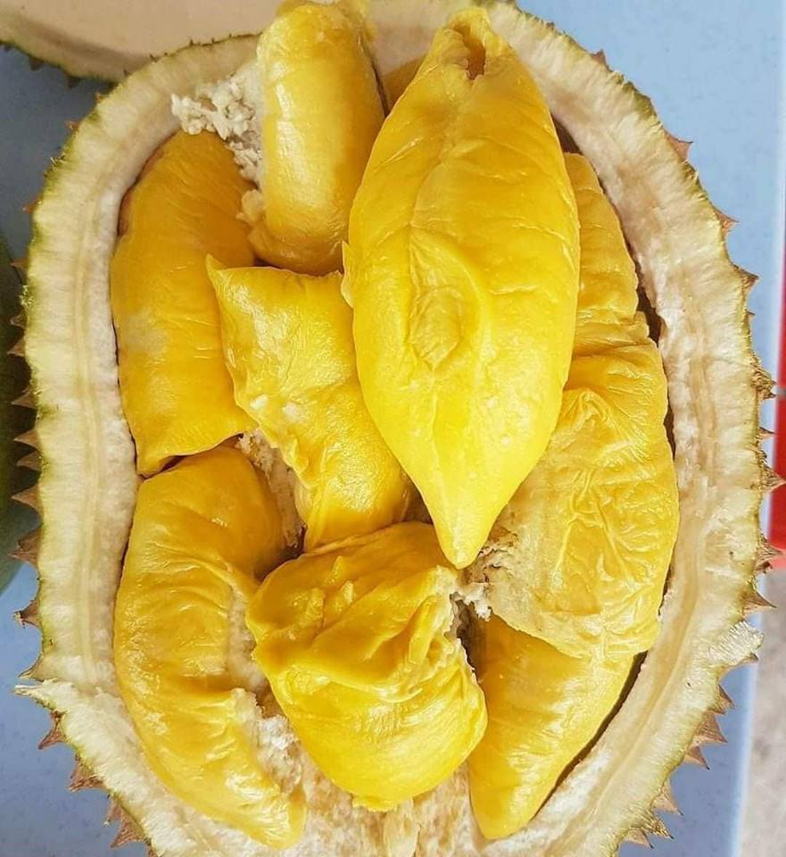Durian isi kuning