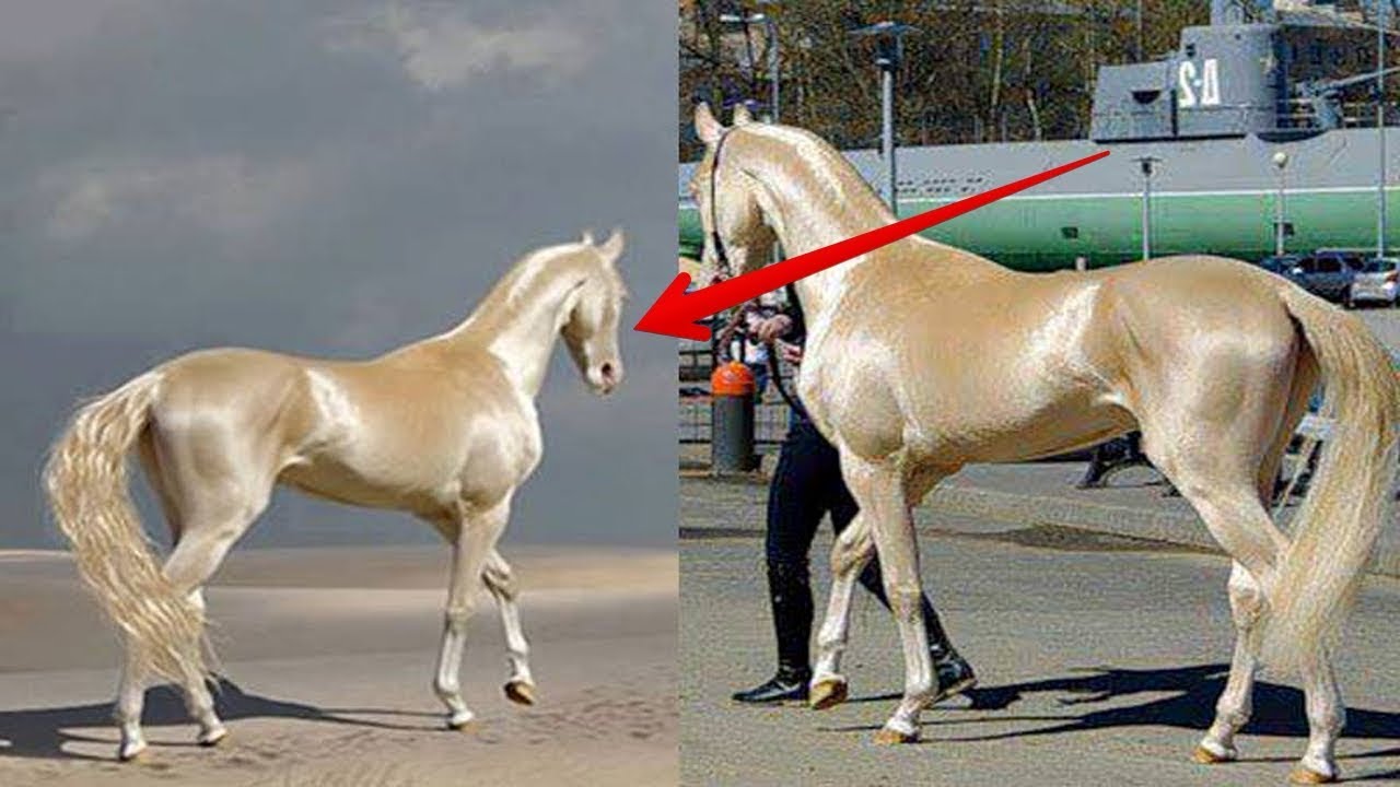 Paling Cantik Di Dunia, Baka &#39;Kuda Emas&#39; Milik Nabi Muhammad Dijual Dengan Harga RM8 Billion - Kartel Dakwah