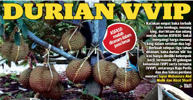 Berbuah Seawal 3 Tahun Boleh Tanam Dalam Pasu Asfa50 Hasil Kacukan Durian Tembaga Musang King Duri Hitam Udang Merah Kartel Dakwah