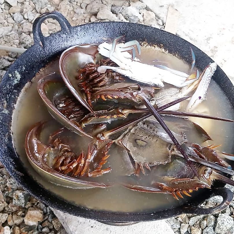 Nelayan Bantu Kekalkan Populasi Belangkas