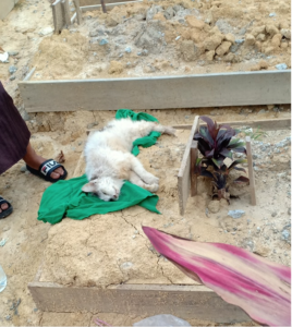 header-kucing-terbaring-ditepi-kubur-tuan