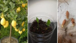 Cara-Tanam-Pokok-Lemon-Dari-Biji-Benih-Tip-Supaya-Berbuah-Lebat-678x381