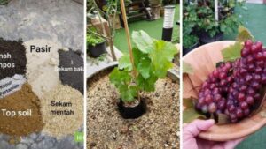 Tanam-Anggur-Di-Laman-Rumah-Begini-Lelaki-Ni-Kongsi-Cara-Nak-Tanamnya-Agar-Pokok-Hidup-Subur-678x381