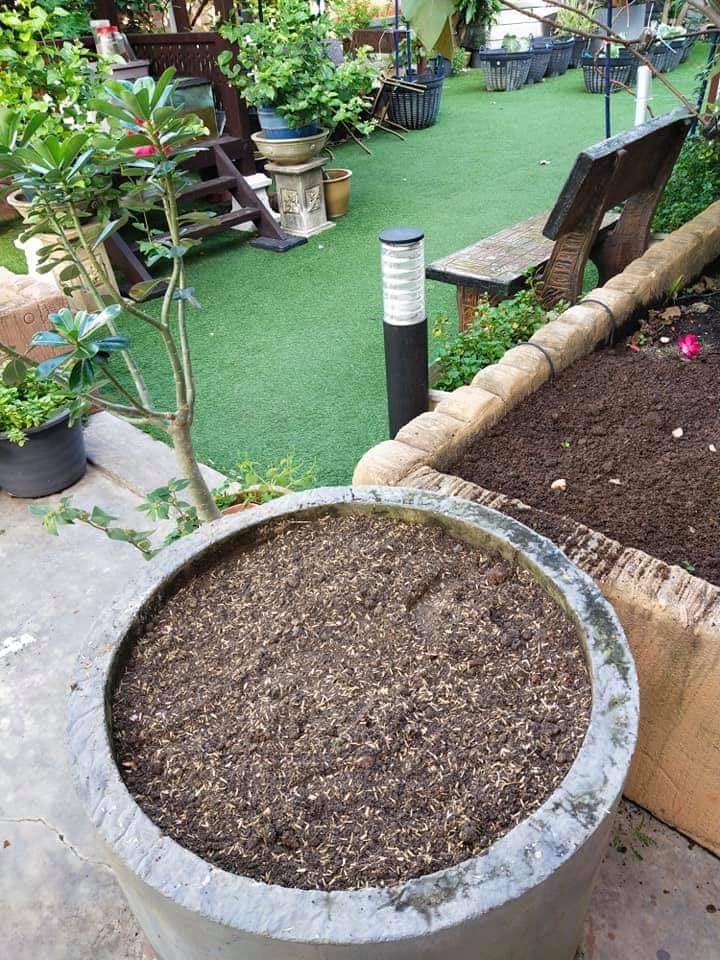 Tanam Anggur Di Laman Rumah, Begini Lelaki Ni Kongsi Cara Nak Tanamnya ...