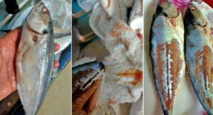 cara-siat-jaket-ikan-cencaru-